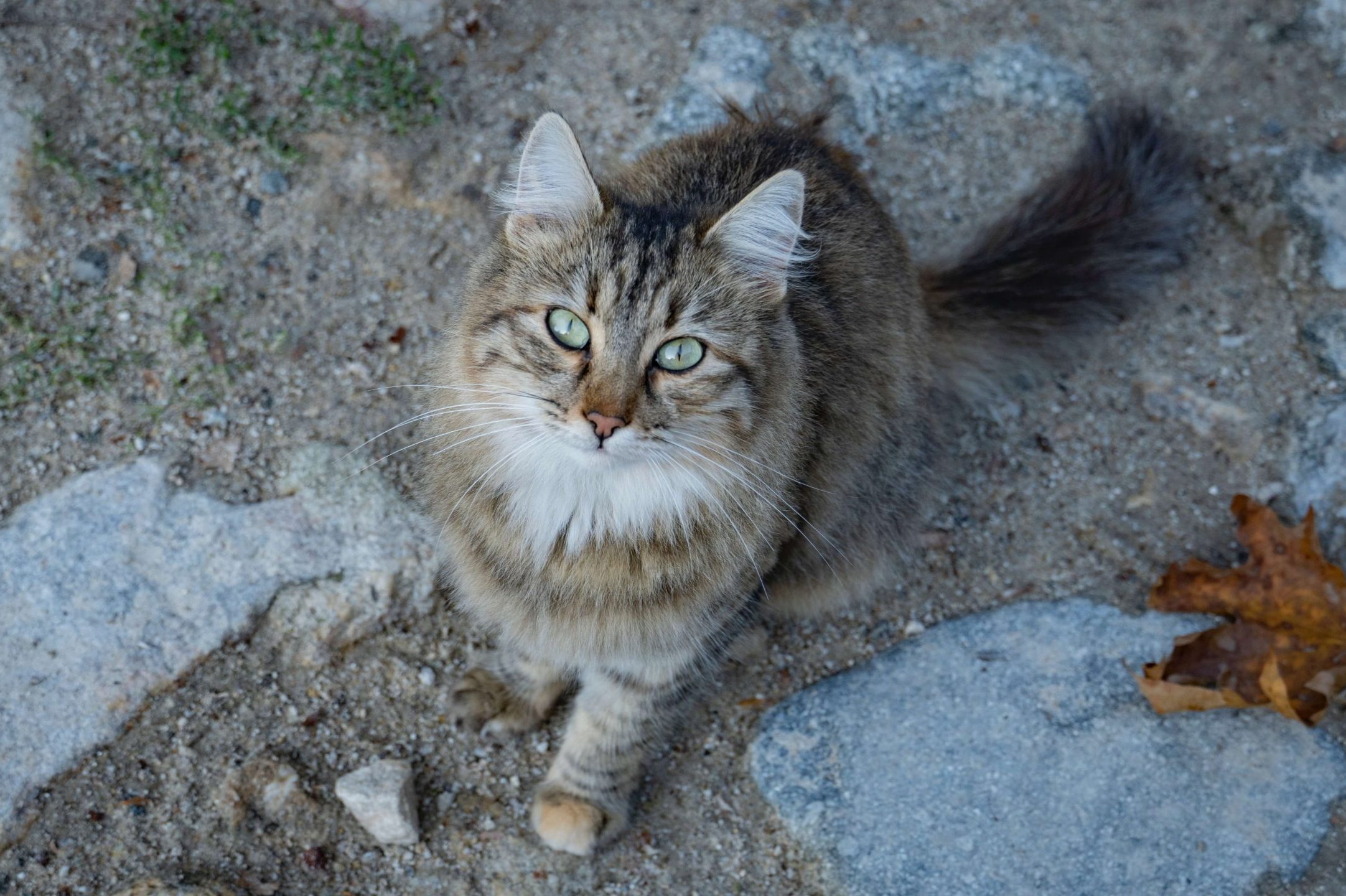 Bella