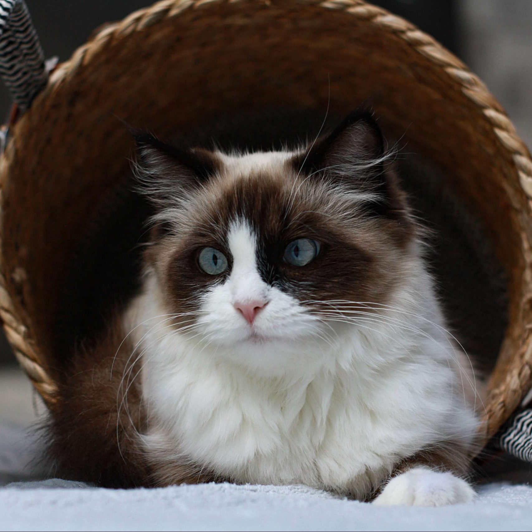Bicolor ragdoll