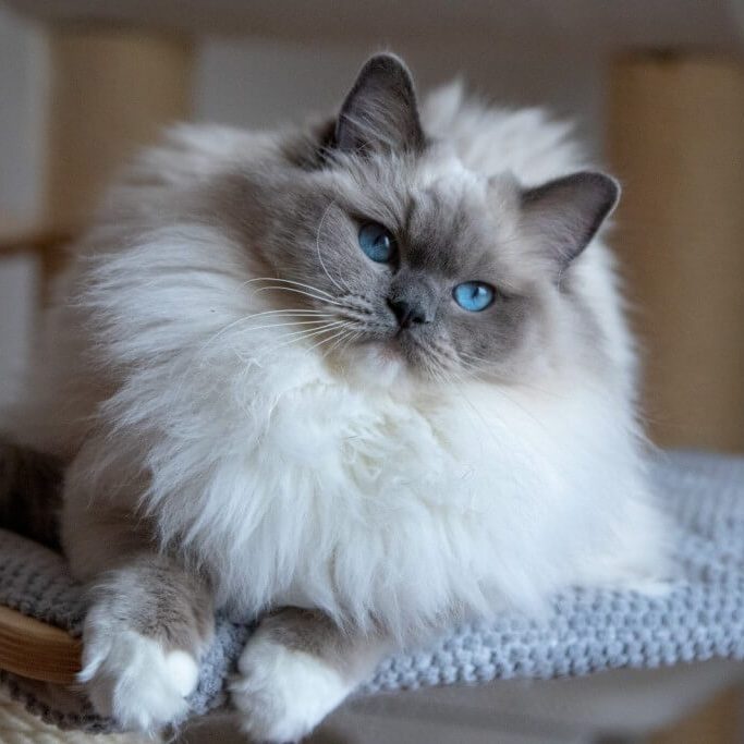 Blue ragdoll