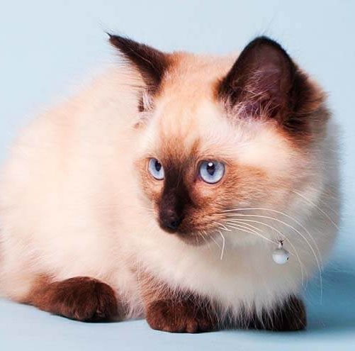 Chocolate ragdoll