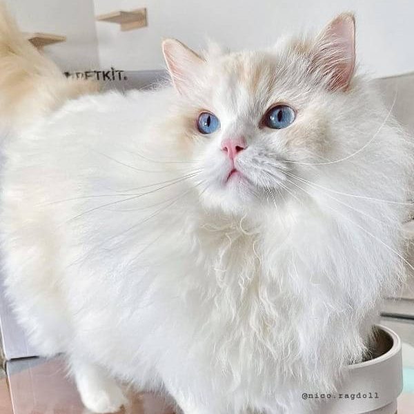 Cream ragdoll