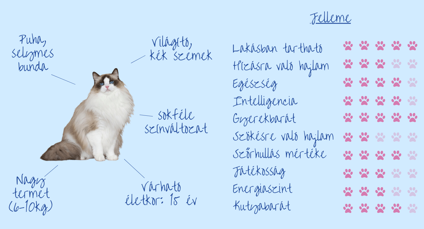 Fajtajellemzők
