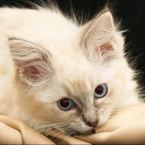 Lilac ragdoll