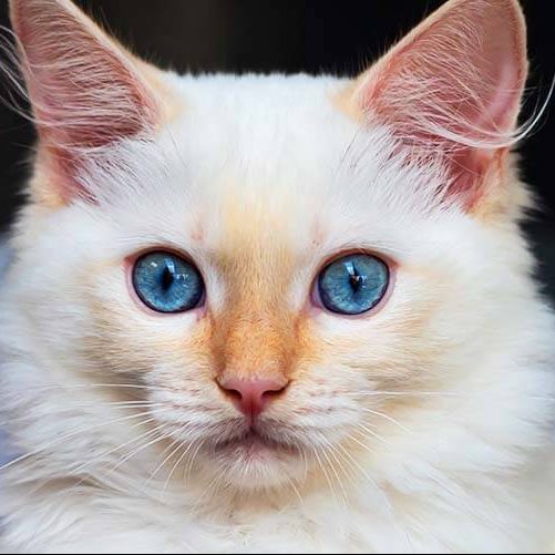 Red ragdoll