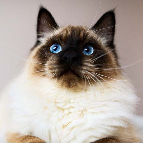 Seal point ragdoll