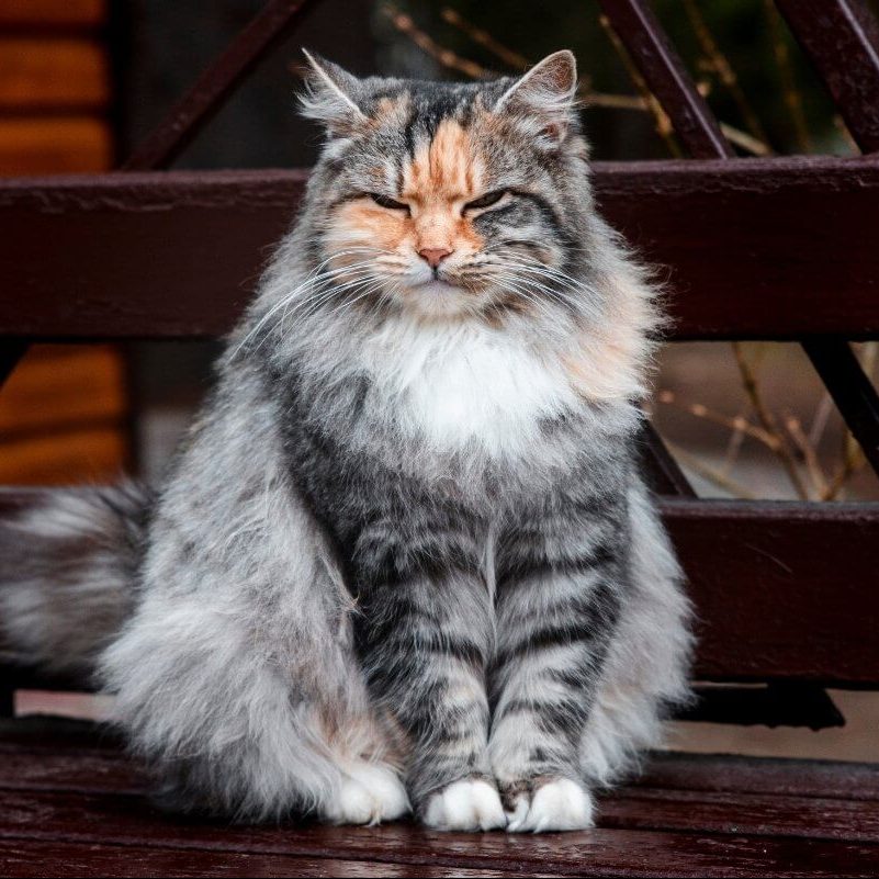 Tabby ragdoll