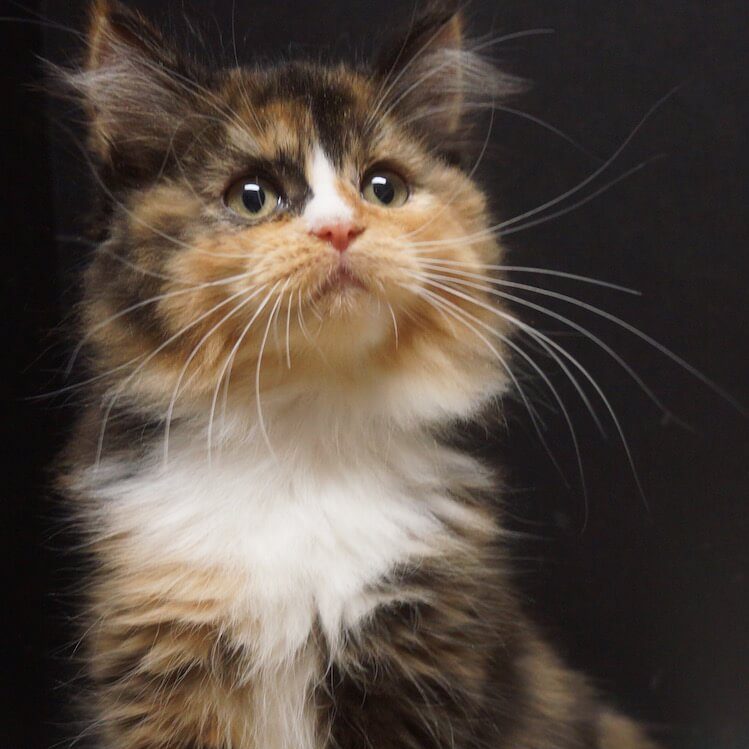 Tortie ragdoll